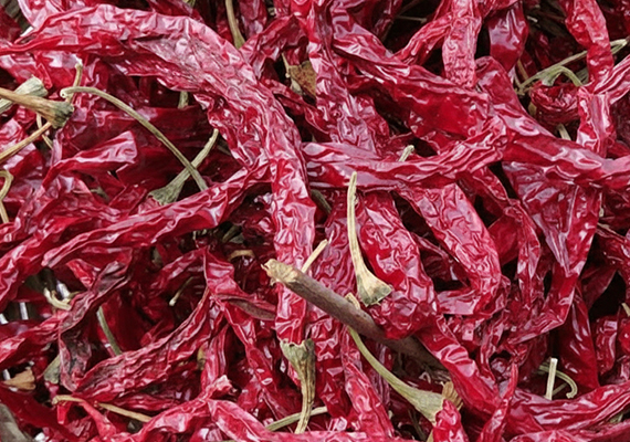 2043 Sijenta Byadgi Chilli